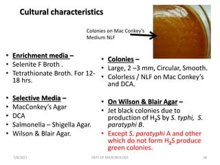 Cultural characteristics
• Enrichment media –
• Selenite F Broth .
• Tetrathionate Broth. For 12-
18 hrs.
• Selective Media –
• MacConkey’s Agar
• DCA
• Salmonella – Shigella Agar.
• Wilson & Blair Agar.
• Colonies –
• Large, 2 –3 mm, Circular, Smooth.
• Colorless / NLF on Mac Conkey’s
and DCA.
• On Wilson & Blair Agar –
• Jet black colonies due to
production of H2S by S. typhi, S.
paratyphi B.
• Except S. paratyphi A and other
which do not form H2S produce
green colonies.
Colonies on Mac Conkey’s
Medium NLF
7/8/2021 DEPT OF MICROBIOLOGY 28
 