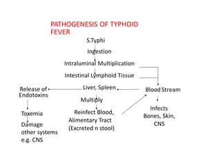PATHOGENESIS OF TYPHOID
FEVER
S.Typhi
Ingestion
Intraluminal Multiplication
Intestinal Lymphoid Tissue
Liver, Spleen
Multiply
Reinfect Blood,
Alimentary Tract
(Excreted n stool)
Release of
Endotoxins
Blood Stream
Infects
Bones, Skin,
CNS
Toxemia
Damage
other systems
e.g. CNS
 