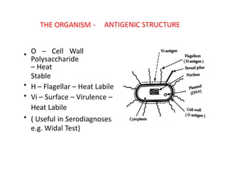 THE ORGANISM ‐ ANTIGENIC STRUCTURE
• O – Cell Wall
Polysaccharide
– Heat
Stable
H – Flagellar – Heat Labile
Vi – Surface – Virulence –
Heat Labile
( Useful in Serodiagnoses
e.g. Widal Test)
•
•
•
 