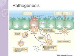 Enteric Fever, Typhoid and Paratyphoid Fever Etiology, Clinical course ...