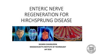 ENTERIC NERVE
REGENERATION FOR
HIRCHSPRUNG DISEASE
MUNIRA SHAHBUDDIN
MASSACHUSETTS INSTITUTE OF TECHNOLOGY
IAP 2018
 