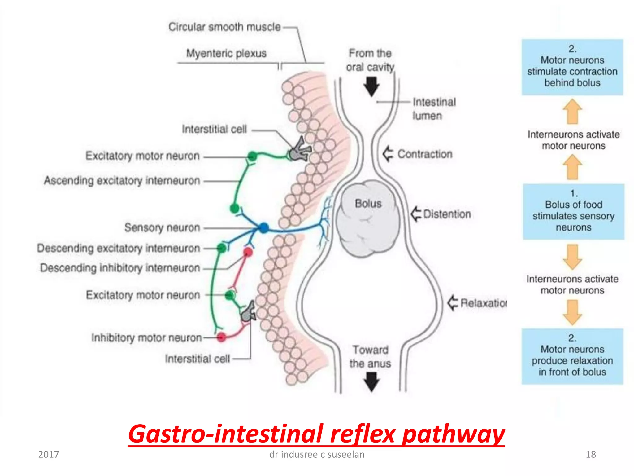 Enteric nervous system | PDF