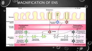 Enteric nervous system powerpoint | PPTX