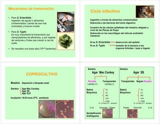 Mecanismo de transmisión:
• Para S. Enteritidis :
Ingestión de aguas o alimentos
contaminados: carnes de ave mal
cocinadas y huevos crudos
• Para S. Typhi :
Es muy importante la transmisión por
manipuladores de alimentos, y por ingesta
de verduras y frutas que crecen a ras de
suelo
• Se necesita una dosis alta (106-8 bacterias)
Ciclo infectivo
z Ingestión a través de alimentos contaminados
z Sobrevida a las barreras del tracto digestivo
z Invasión de las células epiteliales del intestino delgado a
nivel de las Placas de Peyer
z Sobrevida en los macrófagos del retículo endotelial
intestinal
Si es S. Enteritidis destrucción del epitelio
Si es S. Typhi traslado de la bacteria a los
órganos linfoides : bazo e hígado
COPROCULTIVO
Muestra: Deposición o Hisopado rectal
Siembra: Agar Mac Conckey
Agar SS
Agar XLD
Incubación:18-24 horas 37ºC, aerobiosis
Siembra Siembra
Agar Mac Conkey Agar SS
Rosadas Transparentes Transparentes Negras Rosadas
Lactosa (+) Lactosa (-)
Batería TSI Batería TSI
Bioquímica LIA Bioquímica LIA
MIO MIO
Urea Urea
Citrato Citrato
18 – 24 horas 37ºC , aerobiosis 18 – 24 horas 37ºC , aerobiosis
E.coli Salmonella - Shigella Shigella Salmonella E.coli
Serotipificación
Antibiograma
 