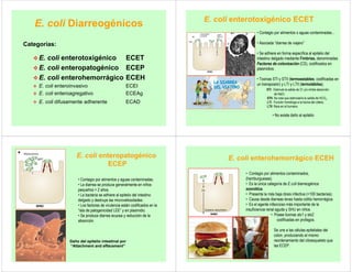 E. coli Diarreogénicos
™E. coli enterotoxigénico ECET
™E. coli enteropatogénico ECEP
™E. coli enterohemorrágico ECEH
™ E. coli enteroinvasivo ECEI
™ E. coli enteroagregativo ECEAg
™ E. coli difusamente adherente ECAD
Categorías:
E. coli enterotoxigénico ECET
• Contagio por alimentos o aguas contaminadas...
• Asociada “diarrea de viajero”
• Se adhiere en forma específica al epitelio del
intestino delgado mediante Fimbrias, denominadas
Factores de colonización (CS), codificados en
plasmidios.
• Toxinas STI y STII (termoestables; codificadas en
un transposón) y LTI y LTII (termolábiles).
STI: Estimula la salida de Cl- y/o inhibe absorción
de NaCl.
STII: Se cree que estimularía la salida de HCO3
-.
LTI: Función homóloga a la toxina del cólera.
LTII: Rara en el humano.
• No existe daño al epitelio
Daño del epitelio intestinal por
“Attachment and effacement”
E. coli enteropatogénico
ECEP
• Contagio por alimentos y aguas contaminadas.
• La diarrea se produce generalmente en niños
pequeños < 2 años.
• La bacteria se adhiere al epitelio del intestino
delgado y destruye las microvellosidades.
• Los factores de virulencia están codificados en la
“isla de patogenicidad LEE” y en plasmidio.
• Se produce diarrea acuosa y reducción de la
absorción.
E. coli enterohemorrágico ECEH
• Contagio por alimentos contaminados,
(hamburguesas).
• Es la única categoría de E.coli diarreogénica
zoonótica.
• Presenta la más baja dosis infectiva (<100 bacterias).
• Causa desde diarreas leves hasta colitis hemorrágica.
• Es el agente infeccioso más importante de la
insuficiencia renal aguda y SHU en niños.
• Posee toxinas stx1 y stx2
codificadas en profagos.
Se une a las células epiteliales del
colon, produciendo el mismo
reordenamiento del citoesqueleto que
las ECEP.
 