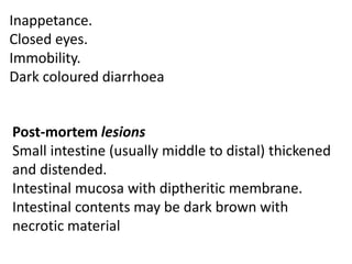 Inappetance.
Closed eyes.
Immobility.
Dark coloured diarrhoea
Post-mortem lesions
Small intestine (usually middle to distal) thickened
and distended.
Intestinal mucosa with diptheritic membrane.
Intestinal contents may be dark brown with
necrotic material
 