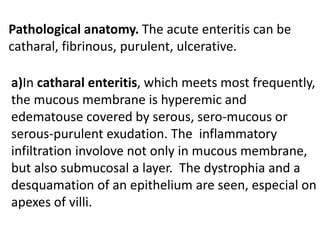 Pathological anatomy. The acute enteritis can be
catharal, fibrinous, purulent, ulcerative.
a)In catharal enteritis, which meets most frequently,
the mucous membrane is hyperemic and
edematouse covered by serous, sero-mucous or
serous-purulent exudation. The inflammatory
infiltration involove not only in mucous membrane,
but also submucosal a layer. The dystrophia and a
desquamation of an epithelium are seen, especial on
apexes of villi.
 