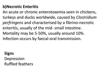 b)Necrotic Enteritis
An acute or chronic enterotoxemia seen in chickens,
turkeys and ducks worldwide, caused by Clostridium
perfringens and characterised by a fibrino-necrotic
enteritis, usually of the mid- small intestine.
Mortality may be 5-50%, usually around 10%.
Infection occurs by faecal-oral transmission.
Signs
Depression
Ruffled feathers
 