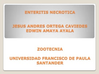 ENTERITIS NECROTICAJESUS ANDRES ORTEGA CAVIEDESEDWIN AMAYA AYALAZOOTECNIAUNIVERSIDAD FRANCISCO DE PAULA SANTANDER 