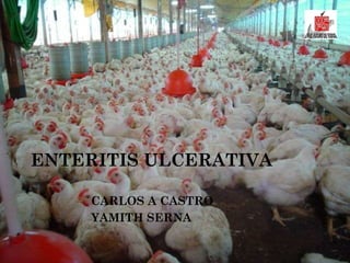 ENTERITIS ULCERATIVA CARLOS A CASTRO YAMITH SERNA 