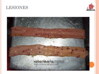 LESIONES 