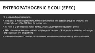 ENTEROPATHOGENIC E COLI (EPEC)
It is a cause of diarrhea in infants .
There is loss of microvilli (effacement), formation of filamentous actin pedestals or cup-like structures, and,
occasionally, entry of the EPEC into the mucosal cells.
The result of EPEC infection is watery diarrhea, which is usually self-limited but can be chronic.
 EPEC diarrhea has been associated with multiple specific serotypes of E coli; strains are identified by O antigen
and occasionally by H antigen typing.
 The duration of the EPEC diarrhea can be shortened and the chronic diarrhea cured by antibiotic treatment
 