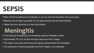 SEPSIS
When normal host defenses are inadequate, E coli may reach the bloodstream and cause sepsis.
Newborns may be highly susceptible to E coli sepsis because they lack IgM antibodies.
 Sepsis may occur secondary to urinary tract infection
E coli and group B streptococci are the leading causes of meningitis in infants.
 Approximately 75% of E coli from meningitis cases have the K1 antigen.
This antigen cross-reacts with the group B capsular polysaccharide of N meningitidis.
The mechanism of virulence associated with the K1 antigen is not understood.
Meningitis
 