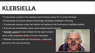 KLEBSIELLA
K pneumoniae is present in the respiratory tract and feces of about 5% of normal individuals.
K pneumoniae can produce extensive hemorrhagic necrotizing consolidation of the lung.
 It occasionally produces urinary tract infection and bacteremia with focal lesions in debilitated patients.
K pneumoniae and Klebsiella oxytoca cause hospital-acquired infections.
Klebsiella ozaenae has been isolated from the nasal mucosa in
ozena, a fetid, progressive atrophy of mucous membranes
Klebsiella rhinoscleromatis from rhinoscleroma, a destructive
granuloma of the nose and pharynx.
 
