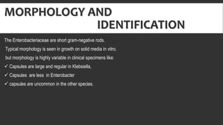 MORPHOLOGY AND
IDENTIFICATION
The Enterobacteriaceae are short gram-negative rods.
Typical morphology is seen in growth on solid media in vitro.
but morphology is highly variable in clinical specimens like:
 Capsules are large and regular in Klebsiella,
 Capsules are less in Enterobacter
 capsules are uncommon in the other species.
 
