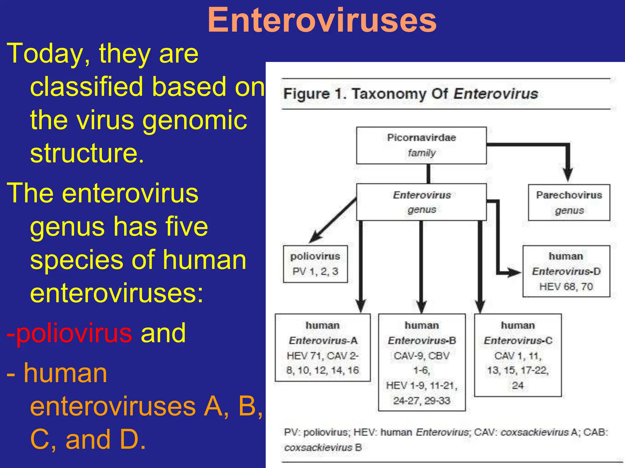 Entero-Rota virus presentation available | PPT
