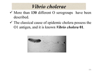 Vibrio cholerae
 More than 130 different O serogroups have been
described.
 The classical cause of epidemic cholera possess the
O1 antigen, and it is known Vibrio cholera 01.
105
 