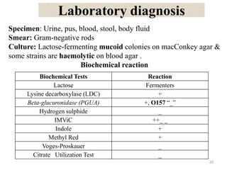 Laboratory diagnosis
Specimen: Urine, pus, blood, stool, body fluid
Smear: Gram-negative rods
Culture: Lactose-fermenting mucoid colonies on macConkey agar &
some strains are haemolytic on blood agar .
Biochemical reaction
20
Biochemical Tests Reaction
Lactose Fermenters
Lysine decarboxylase (LDC) +
Beta-glucuronidase (PGUA) +, O157 “_”
Hydrogen sulphide _
IMViC ++_ _
Indole +
Methyl Red +
Voges-Proskauer _
Citrate Utilization Test _
 