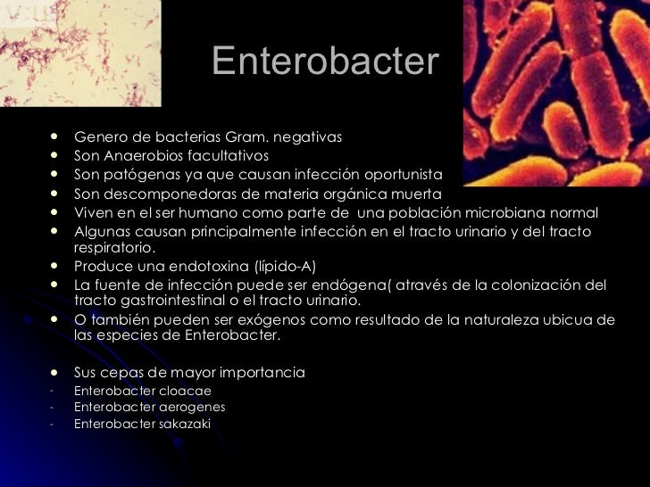 Enterobacter