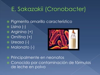    Pigmento amarillo característico
   Lisina (-)
   Arginina (+)
   Ornitina (+)
   Ureasa (-)
   Malonato (-)

 Principalmente en neonatos
 Conocido por contaminación de fórmulas
  de leche en polvo
 