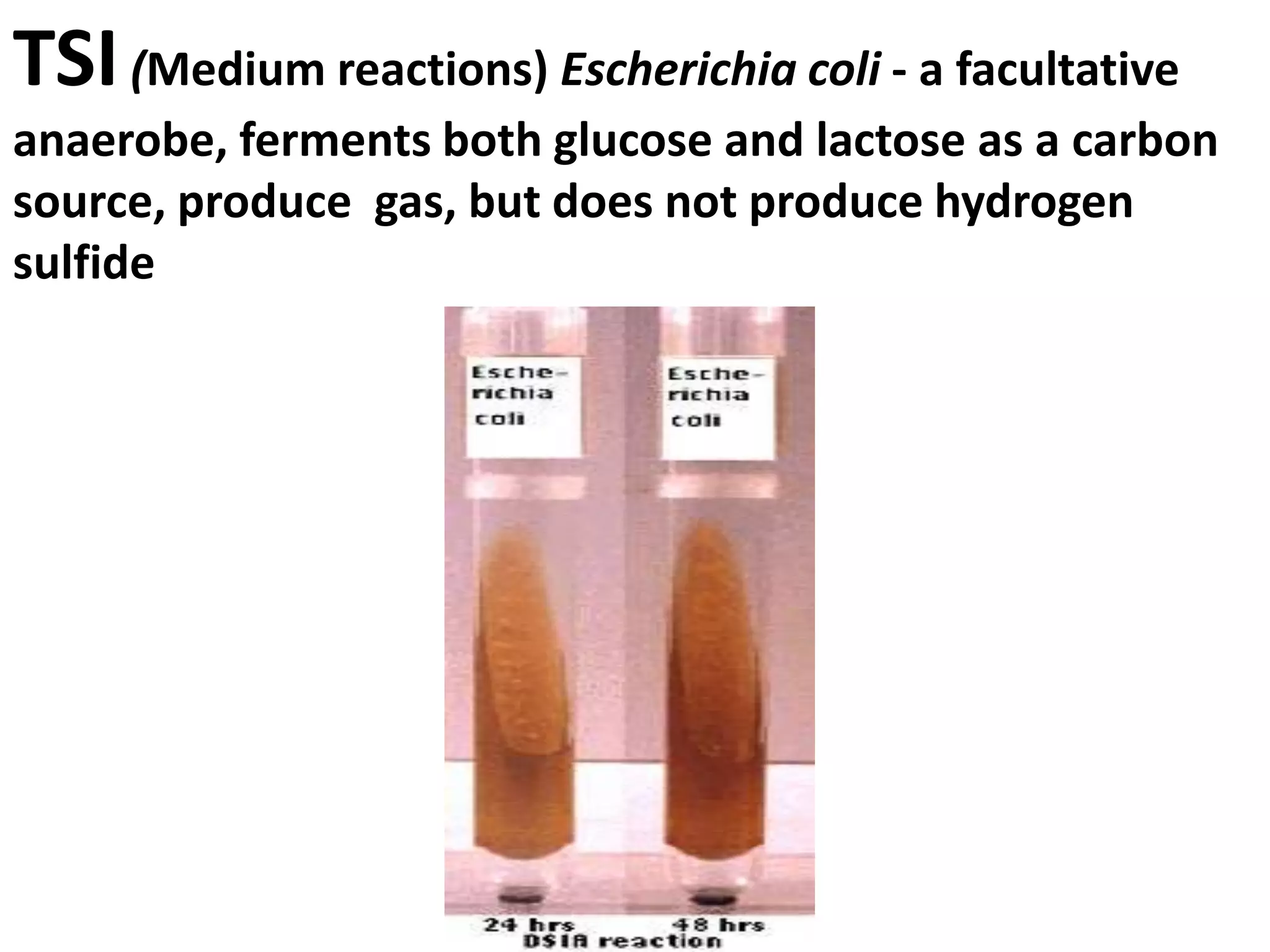 TSI(Medium reactions) Escherichia coli - a facultative
anaerobe, ferments both glucose and lactose as a carbon
source, produce gas, but does not produce hydrogen
sulfide
 