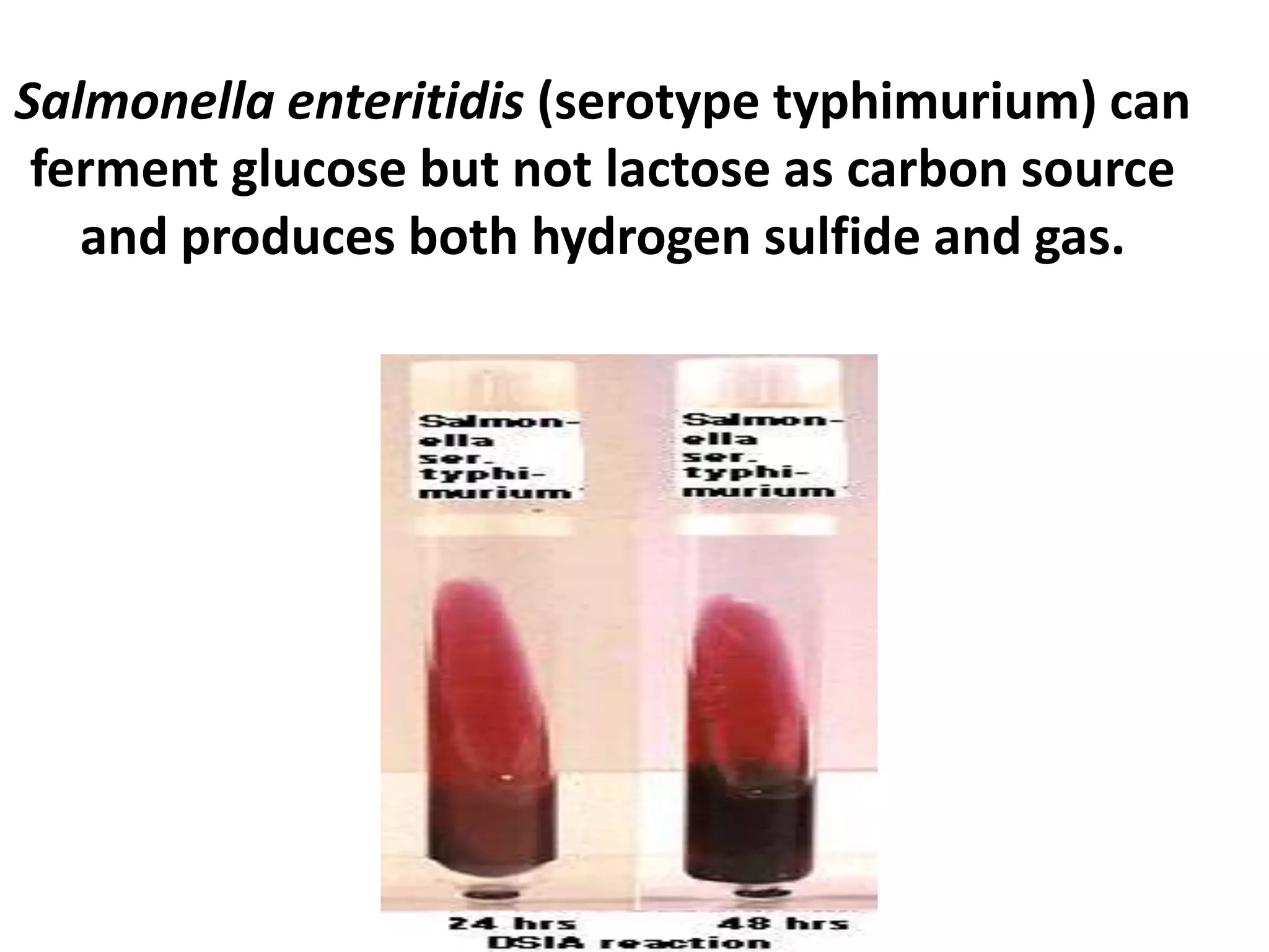 Salmonella enteritidis (serotype typhimurium) can
ferment glucose but not lactose as carbon source
and produces both hydrogen sulfide and gas.
 