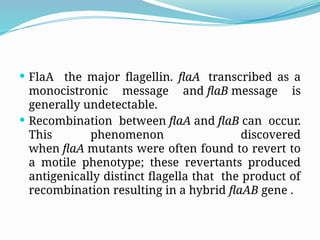 ENTEROBACTER AND PROTEOUS bacterial.pptx