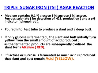 TRIPLE SUGAR IRON (TSI ) AGAR REACTION
• Medium contains 0.1 % glucose 1 % sucrose 1 % lactose,
Ferrous sulphate ( for detection of H2S, production ) and a pH
indicator ( phenol red ).
• Poured into test tube to produce a slant and a deep butt.
• If only glucose is fermented , the slant and butt initially turn
yellow from the small amount of acid produced ;
as the fermented products are subsequently oxidized the
slant turns Alkaline ( RED).
• If lactose or sucrose is fermented so much acid is produced
that slant and butt remain Acid (YELLOW).
 