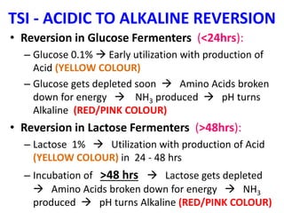 TSI - ACIDIC TO ALKALINE REVERSION
• Reversion in Glucose Fermenters (<24hrs):
– Glucose 0.1%  Early utilization with production of
Acid (YELLOW COLOUR)
– Glucose gets depleted soon  Amino Acids broken
down for energy  NH3 produced  pH turns
Alkaline (RED/PINK COLOUR)
• Reversion in Lactose Fermenters (>48hrs):
– Lactose 1%  Utilization with production of Acid
(YELLOW COLOUR) in 24 - 48 hrs
– Incubation of >48 hrs  Lactose gets depleted
 Amino Acids broken down for energy  NH3
produced  pH turns Alkaline (RED/PINK COLOUR)
 
