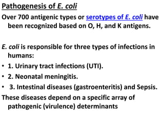 Pathogenesis of E. coli
Over 700 antigenic types or serotypes of E. coli have
been recognized based on O, H, and K antigens.
E. coli is responsible for three types of infections in
humans:
• 1. Urinary tract infections (UTI).
• 2. Neonatal meningitis.
• 3. Intestinal diseases (gastroenteritis) and Sepsis.
These diseases depend on a specific array of
pathogenic (virulence) determinants
 