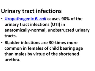 Urinary tract infections
• Uropathogenic E. coli causes 90% of the
urinary tract infections (UTI) in
anatomically-normal, unobstructed urinary
tracts.
• Bladder infections are 30-times more
common in females of child bearing age
than males by virtue of the shortened
urethra.
 