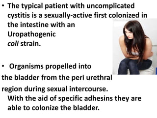 • The typical patient with uncomplicated
cystitis is a sexually-active first colonized in
the intestine with an
Uropathogenic E.
coli strain.
• Organisms propelled into
the bladder from the peri urethral
region during sexual intercourse.
With the aid of specific adhesins they are
able to colonize the bladder.
 