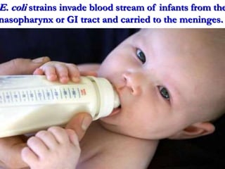 E. coli strains invade blood stream of infants from the
nasopharynx or GI tract and carried to the meninges.
 