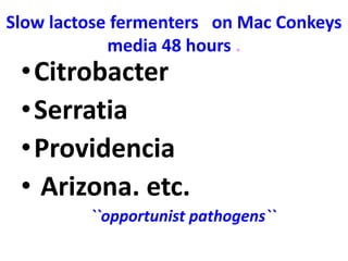 Slow lactose fermenters on Mac Conkeys
media 48 hours .
•Citrobacter
•Serratia
•Providencia
• Arizona. etc.
``opportunist pathogens``
 