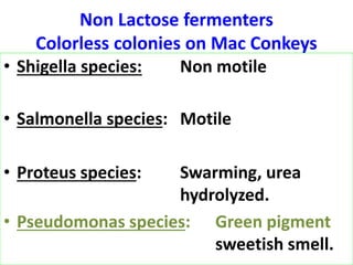 Non Lactose fermenters
Colorless colonies on Mac Conkeys
• Shigella species: Non motile
• Salmonella species: Motile
• Proteus species: Swarming, urea
hydrolyzed.
• Pseudomonas species: Green pigment
sweetish smell.
 