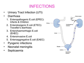 Enterobacteriacaefdggscgjkrehiteeuioh.ppt