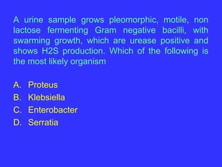 Enterobacteriacaefdggscgjkrehiteeuioh.ppt
