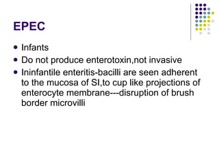 EPEC Infants Do not produce enterotoxin,not invasive Ininfantile enteritis-bacilli are seen adherent to the mucosa of SI,to cup like projections of enterocyte membrane---disruption of brush border microvilli 