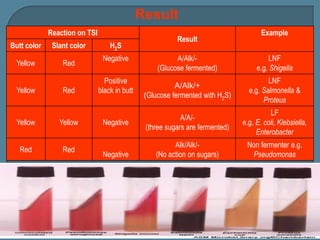 Tsi Reaction Examples Enterobacteriaceae 120413233647-phpapp02 | PPSX