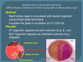 Colorless Colonies Enterobacteriaceae 120413233647-phpapp02 | PPSX