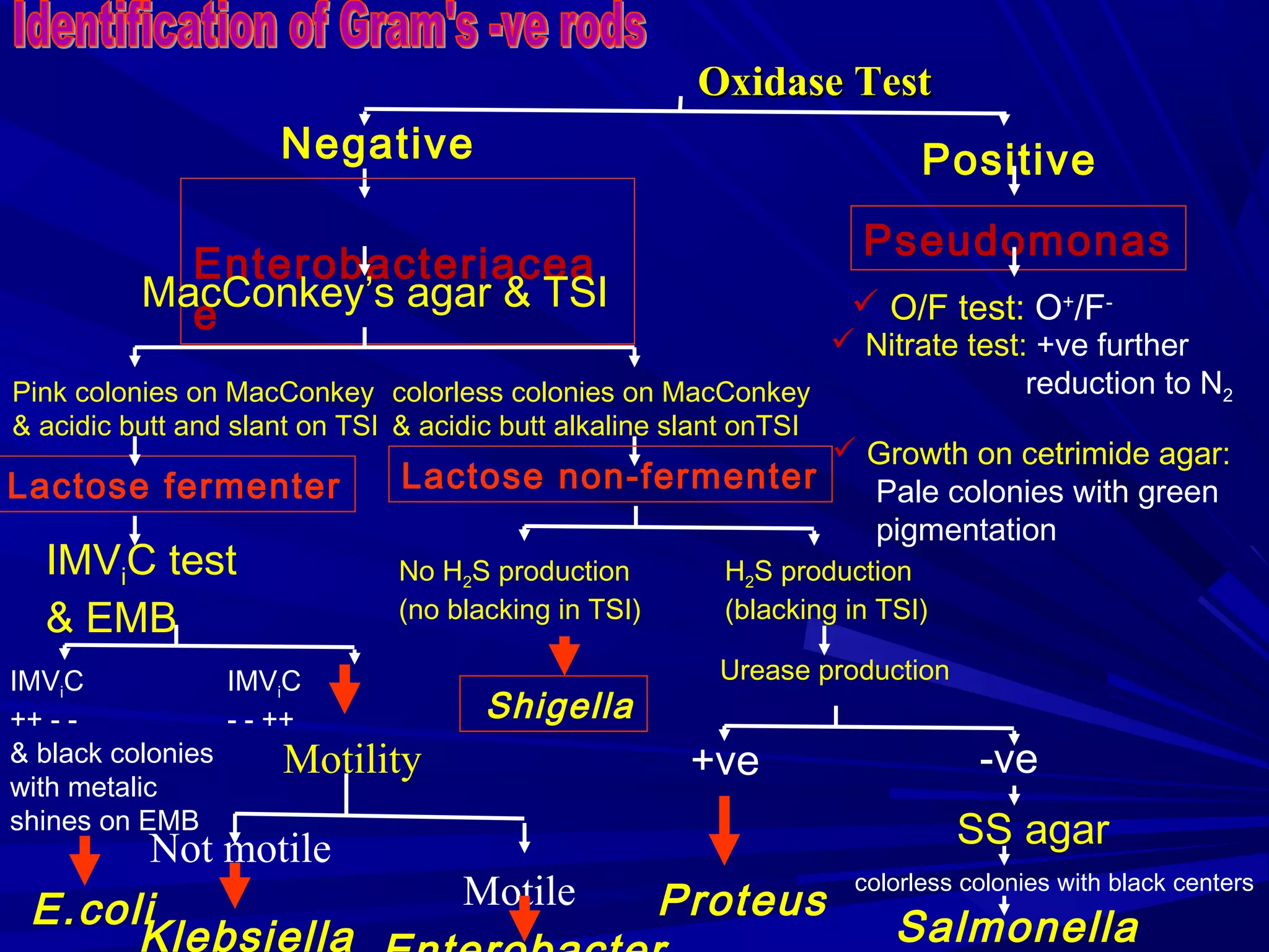 Enterobacteriaceae | PPT