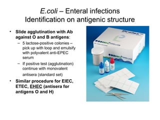 E.coli – Enteral infections
Identification on antigenic structure
• Slide agglutination with Ab
against O and B antigens:
– 5 lactose-positive colonies –
pick up with loop and emulsify
with polyvalent anti-EPEC
serum
– If positive test (agglutination)
continue with monovalent
antisera (standard set)
• Similar procedure for EIEC,
ETEC, EHEC (antisera for
antigens O and H)
 