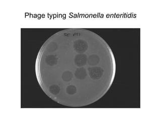 Phage typing Salmonella enteritidis
 