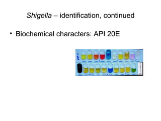 Shigella – identification, continued
• Biochemical characters: API 20E
 