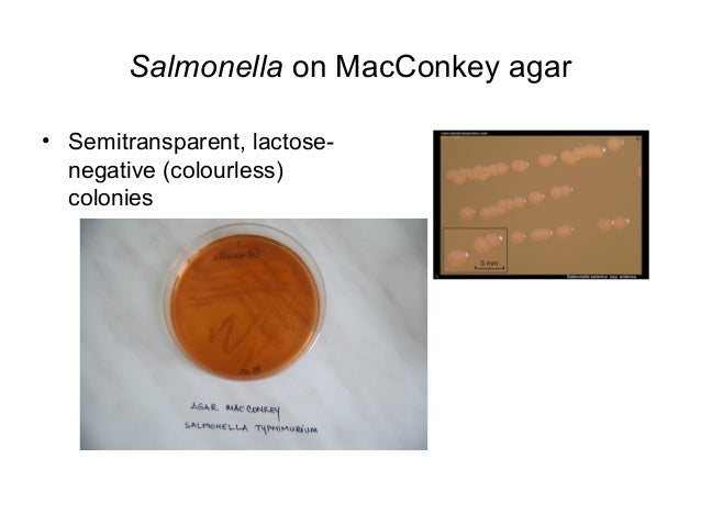 Enterobacteriaceae