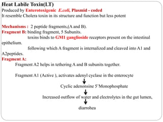 Heat Labile Toxin(LT)
Produced by Enterotoxigenic E.coli, Plasmid - coded
It resemble Cholera toxin in its structure and function but less potent
Mechanisms : 2 peptide fragments,(A and B).
Fragment B: binding fragment, 5 Subunits.
toxins binds to GM1 ganglioside receptors present on the intestinal
epithelium.
following which A fragment is internalized and cleaved into A1 and
A2peptides.
Fragment A:
Fragment A2 helps in tethering A and B subunits together.
Fragment A1 (Active ), activates adenyl cyclase in the enterocyte
Cyclic adenonsine 5’Monophosphate
Increased outflow of water and electrolytes in the gut lumen,
diarrohea
 