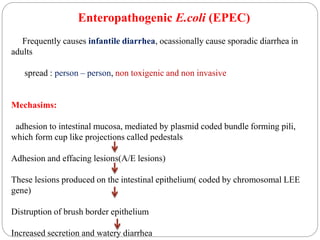 Enteropathogenic E.coli (EPEC)
Frequently causes infantile diarrhea, ocassionally cause sporadic diarrhea in
adults
spread : person – person, non toxigenic and non invasive
Mechasims:
adhesion to intestinal mucosa, mediated by plasmid coded bundle forming pili,
which form cup like projections called pedestals
Adhesion and effacing lesions(A/E lesions)
These lesions produced on the intestinal epithelium( coded by chromosomal LEE
gene)
Distruption of brush border epithelium
Increased secretion and watery diarrhea
 