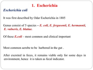 1. Escherichia
Escherichia coli
It was first described by Odar Escherichia in 1885
Genus consist of 5 species – E. coli, E. fergusonii, E. hermannii,
E. vulneris, E. blattae.
Of these E.coli – most common and clinical important
Most common aerobe to be harbored in the gut .
After excreted in feces, it remains viable only for some days in
environment, hence it is taken as fecal indicator.
 