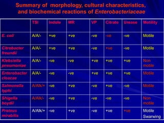 Enterobacteriaceae.ppt.jjkn.kjkhjjbjbhbhbh | PPT