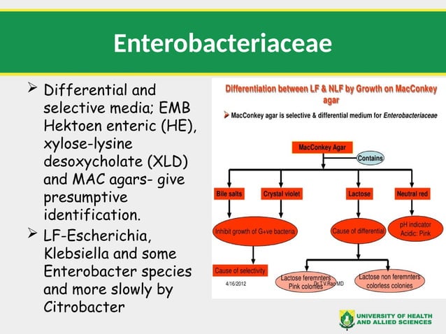 ENTEROBACTERIACEAE.pptx uhas slides on enterobacteriae | PPTX ...